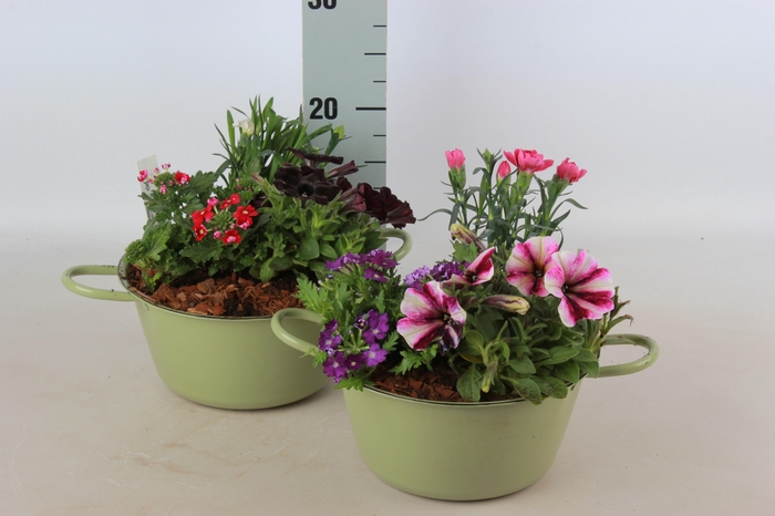 <h4>ARR TUINPLANTEN</h4>