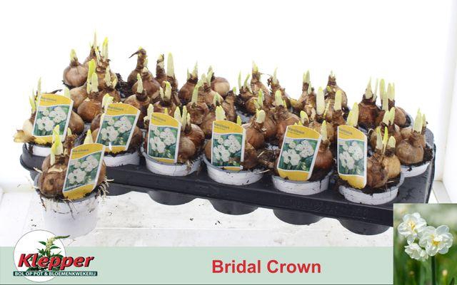 <h4>NARCISSUS BRIDAL CROWN P9</h4>