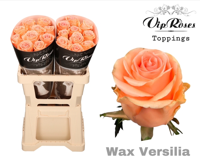 <h4>R GR WAX VERSILIA (60CM)</h4>