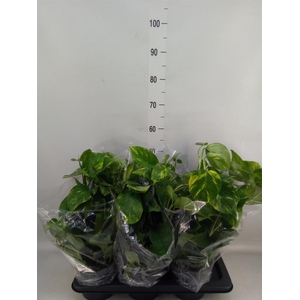 Epipremnum pinn.   HG