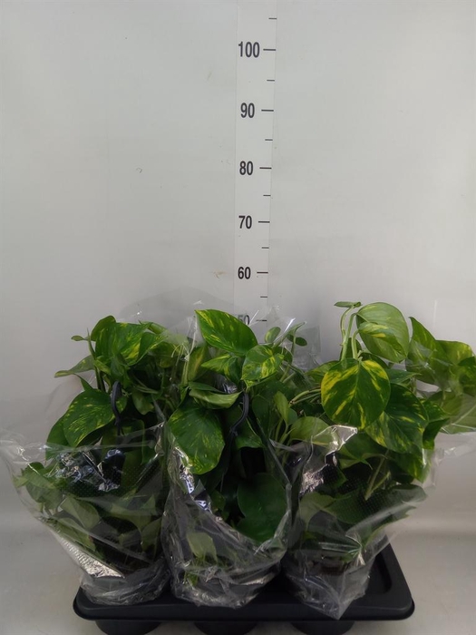 <h4>Epipremnum pinn.   HG</h4>