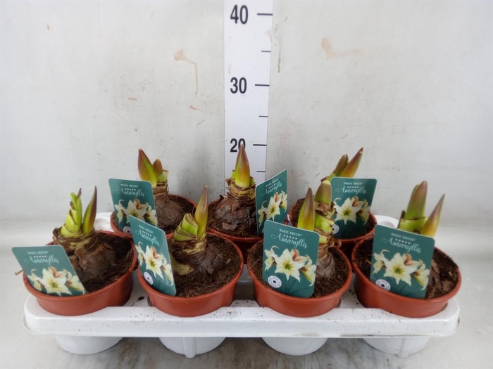 <h4>Hippeastrum ...</h4>