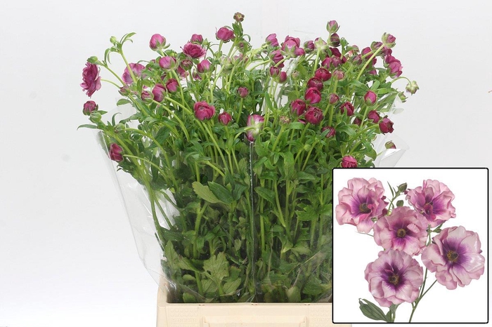 <h4>RAN BUTTERFLY THIVA</h4>