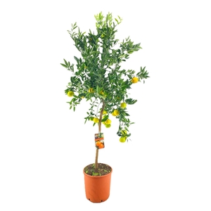 Citrus clementine (manderijn)