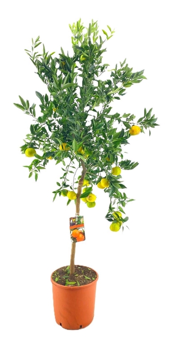 <h4>Citrus clementine (manderijn)</h4>