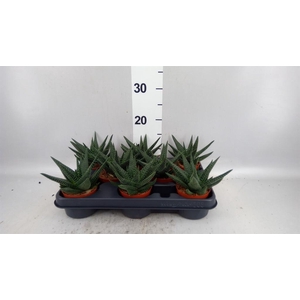 xGasterhaworthia  'Royal Highness'