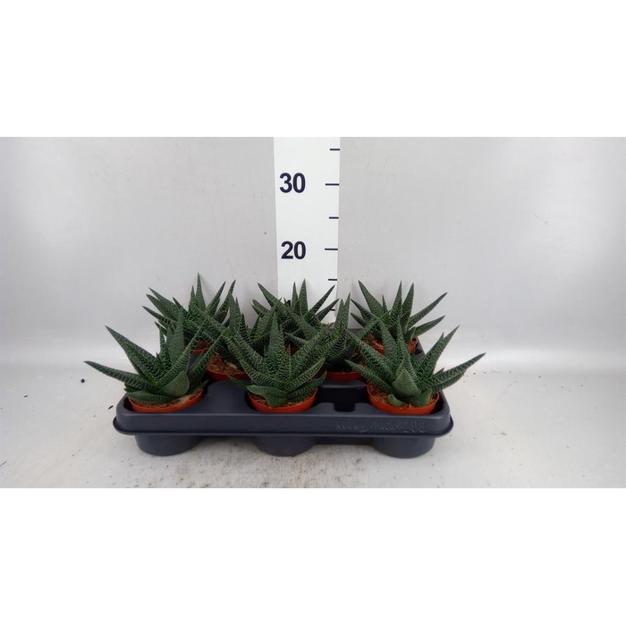 <h4>xGasterhaworthia  'Royal Highness'</h4>