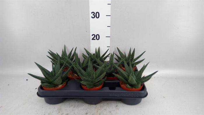 xGasterhaworthia  'Royal Highness'