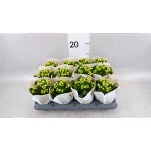 Kalanchoe  'MoreFlow Paris'