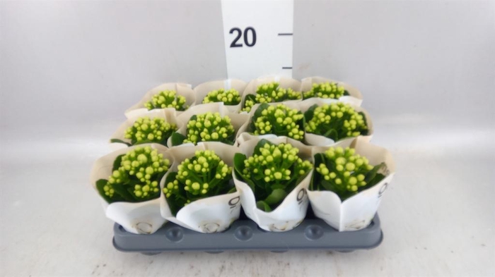 <h4>Kalanchoe  'MoreFlow Paris'</h4>