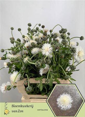 <h4>Centaurea Wit</h4>