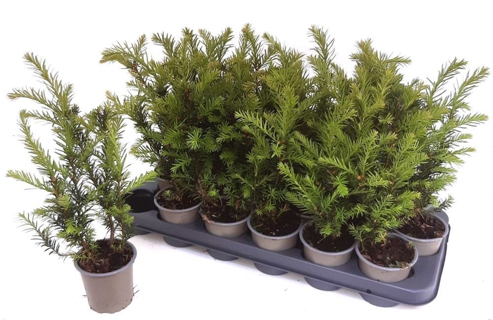 <h4>TAXUS M GROENLAND</h4>