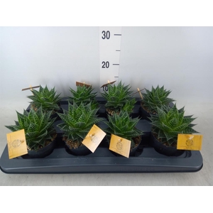 xGasteraloe  'Aurora'