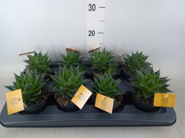 <h4>xGasteraloe  'Aurora'</h4>