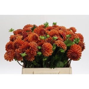 Dahlia (Ball Grp) 'Cornel Bronze'