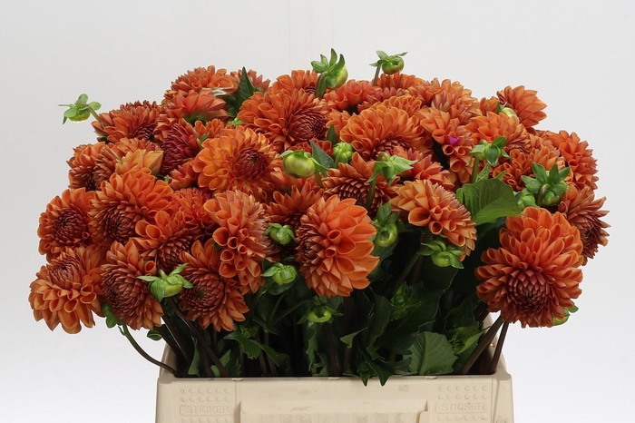 <h4>Dahlia (Ball Grp) 'Cornel Bronze'</h4>