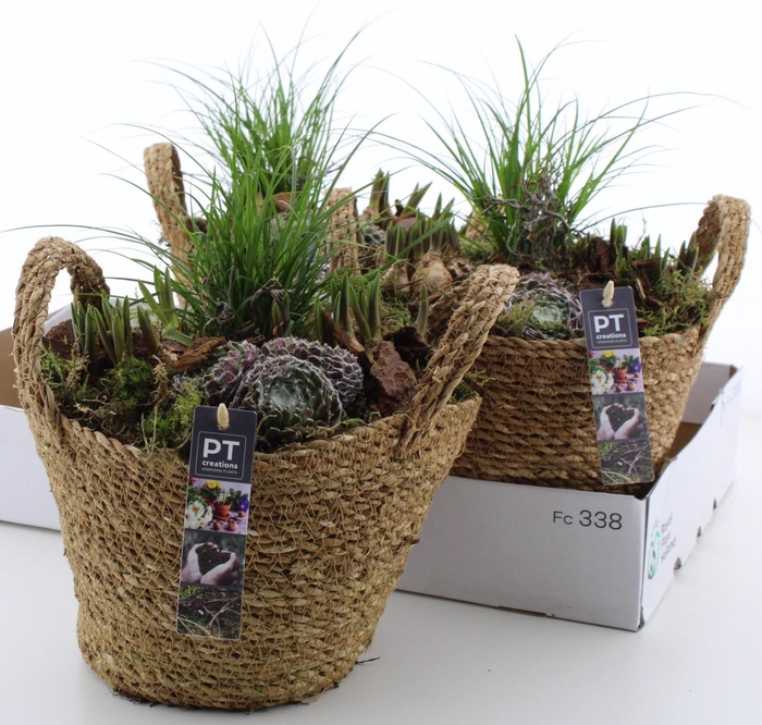 <h4>ARR PL IN SCHAAL</h4>