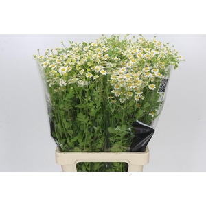 Tanacetum Camille
