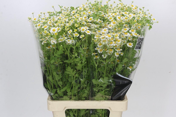 <h4>Tanacetum Camille</h4>