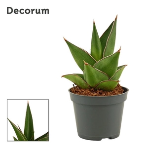 Sansevieria Abbey crown 6 cm (Decorum)