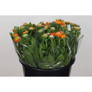 Calendula Orange