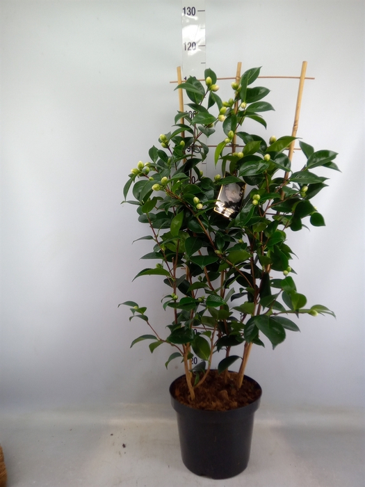 <h4>Camellia japonica</h4>