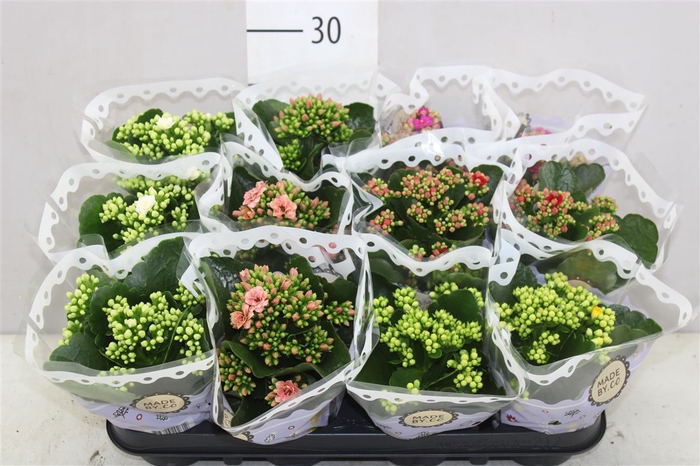 Kalanchoe Calandiva Mix