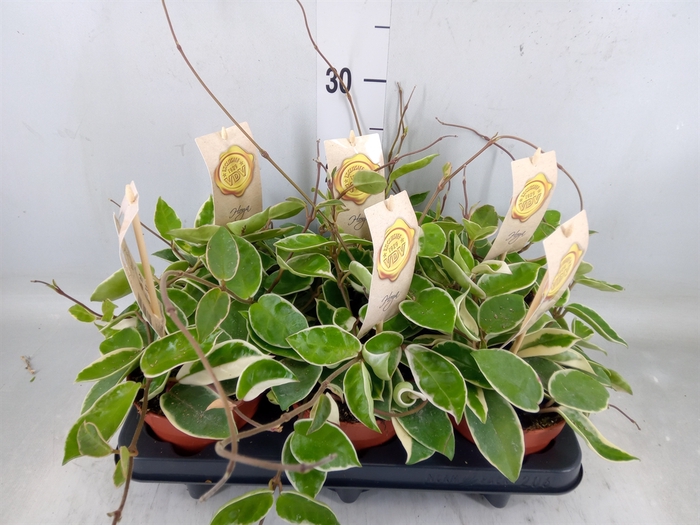 <h4>Hoya carnosa 'Krimson Queen'</h4>