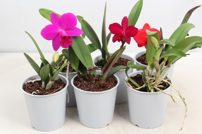 <h4>Cattleya</h4>