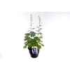Delphinium Magic Fountains