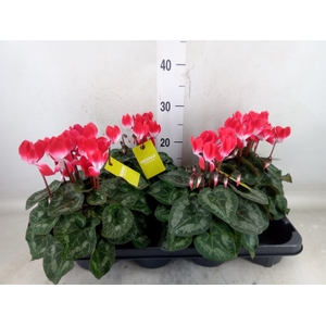 Cyclamen MD 'Indiaka'