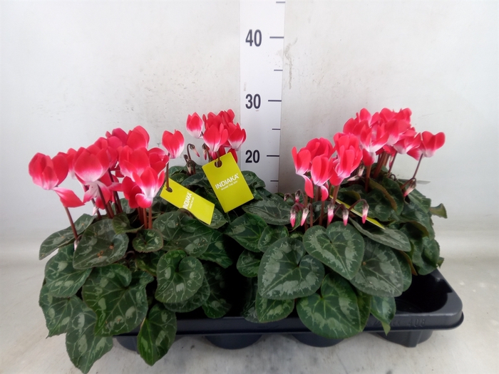 <h4>Cyclamen MD 'Indiaka'</h4>