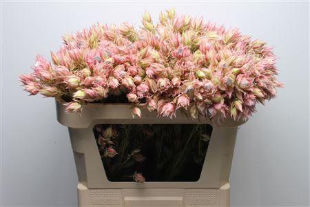 <h4>Blushing Bride Pink 2-5</h4>