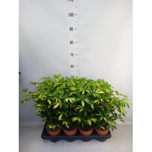 Schefflera arbor. 'Gerda'