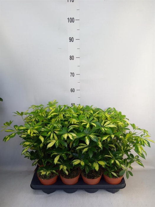 <h4>Schefflera arbor. 'Gerda'</h4>