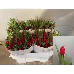 TU EN BEN VAN ZANTEN