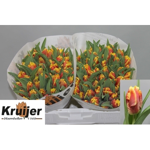 TU PA DEE JAY PARROT