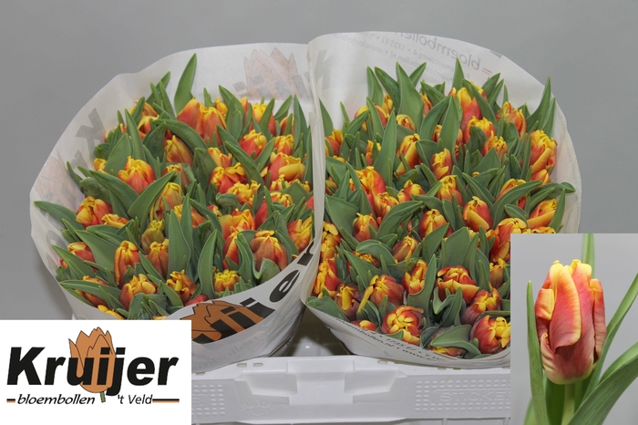 <h4>TU PA DEE JAY PARROT</h4>