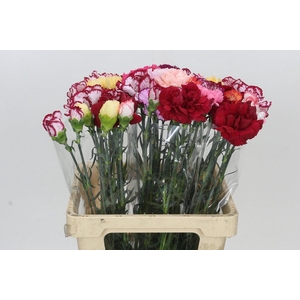 Dianthus St Rainbow
