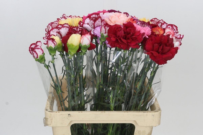 <h4>Dianthus St Rainbow</h4>