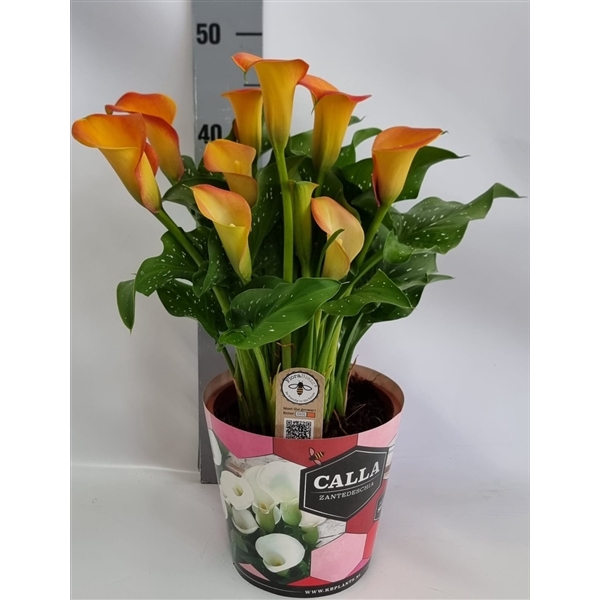 <h4>Zantedeschia 19cm potcover Roze - Oranje</h4>