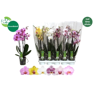 PHAL GEM 6 KL
