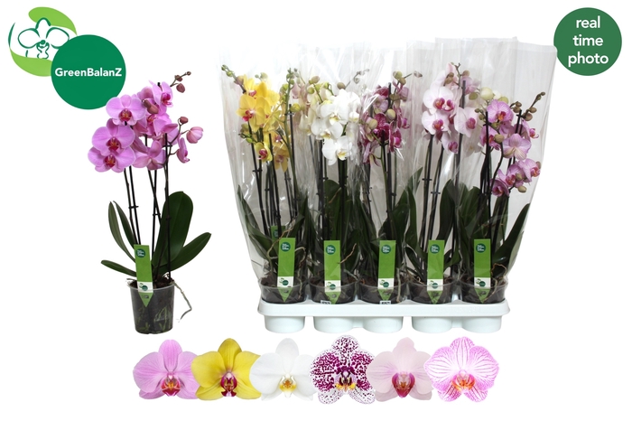 <h4>PHAL GEM 6 KL</h4>