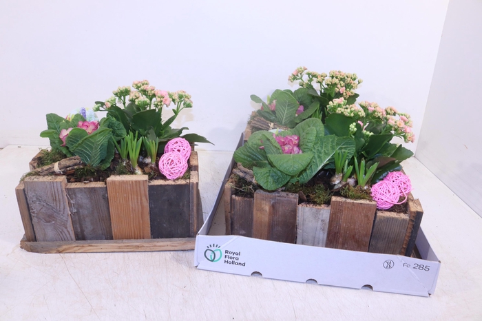 <h4>Arr Pl In Schaal</h4>