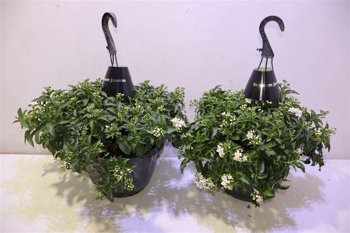 <h4>arr8 Solanum Jasminoides</h4>