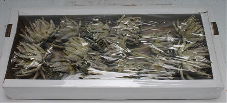 Artichoke Dark Green Frosted