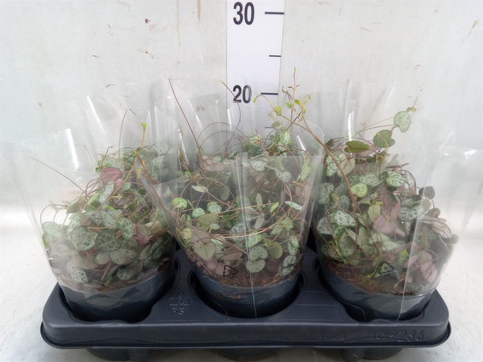 <h4>Ceropegia woodii ssp. woodii</h4>