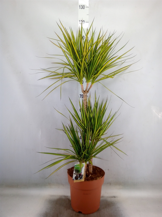 <h4>Dracaena marg. 'Sunray'</h4>