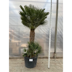 Chamaerops Humilis 007 - 280cm