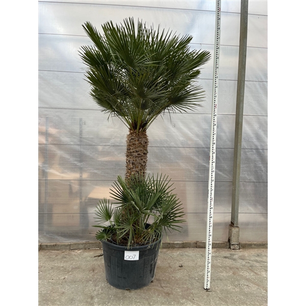 <h4>Chamaerops Humilis 007 - 280cm</h4>